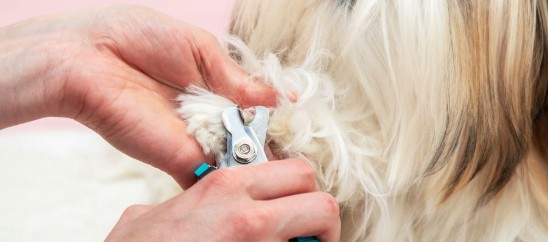 Haare schneiden bei Hund